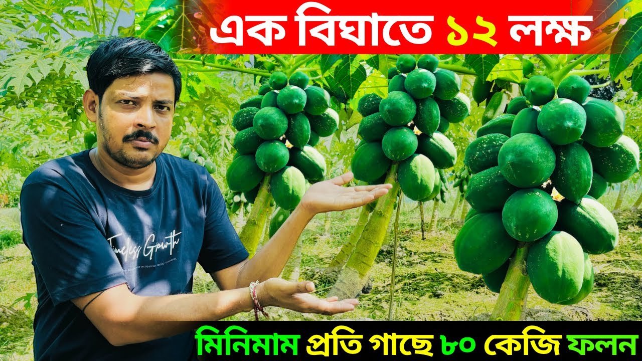 এক বিঘাতে ১২ লক্ষ।মিনিমাম প্রতি গাছে ৮০ কেজি ফলন।