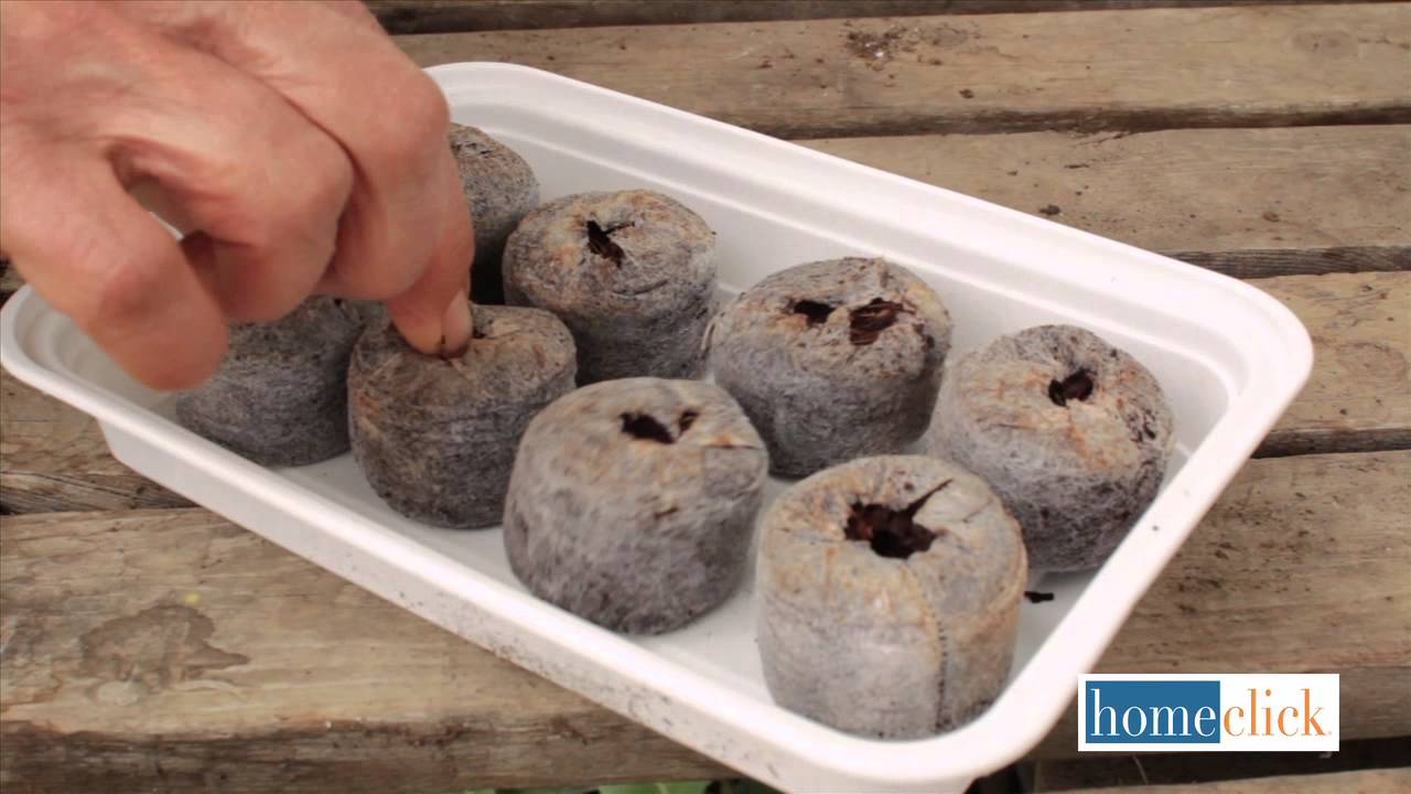 How to Use Peat Pots Homeclick Garden Tip 11 YouTube
