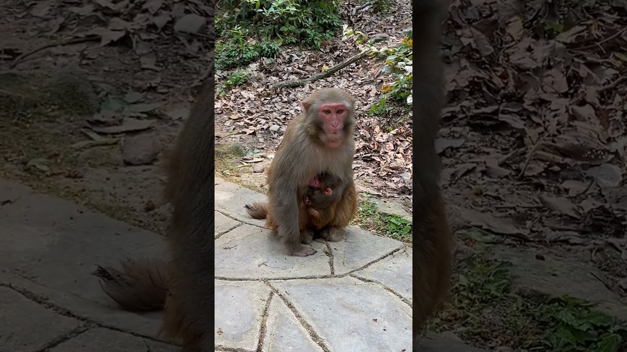 AWW MONKEY | The first baby monkey | MONKEY FUN EVERY DAY
