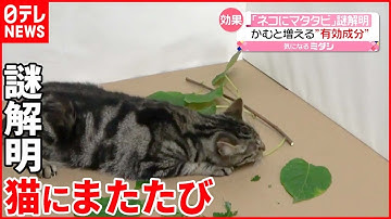 【猫にまたたび】謎を”解明”  葉をかむと有効成分の放出量が…