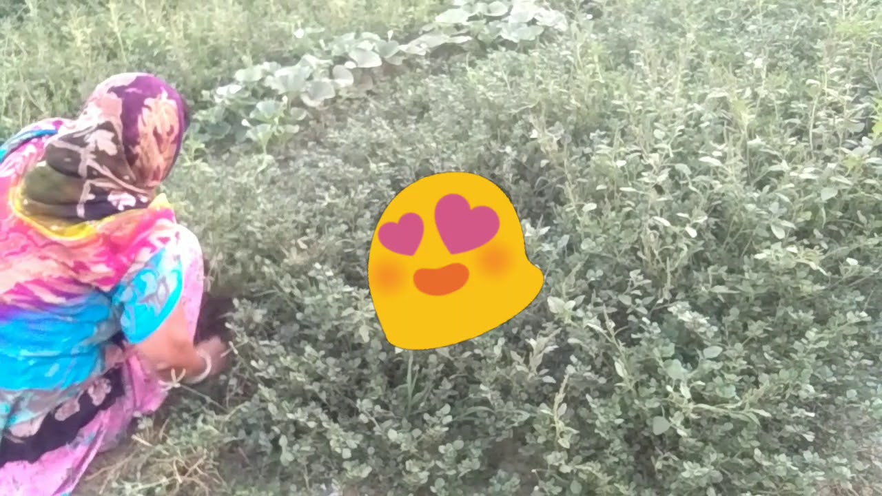 recipes for pork chops INDIAN FIELD//Chalo KHET me chale//NYAR kaise katte hai//LAUKI, BHINDI, FALI//#sanavlogs&lifestyle