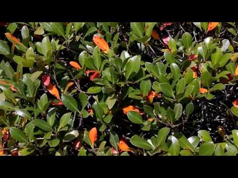 Vídeo: Como tratar a mancha foliar de entomosporium em fotinia?