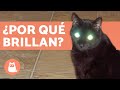 ¿Por qué brillan los ojos de los gatos?