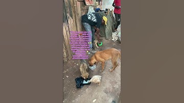 Please donate via our PayPal link in bio#doglovers#goviral #foryou #rescue #puppy