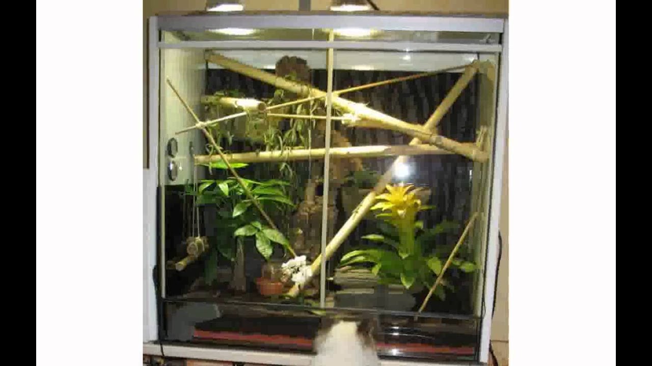 Gaze Terrarium YouTube