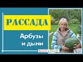 Рассада арбузов и дынь. Слагаемые успеха.