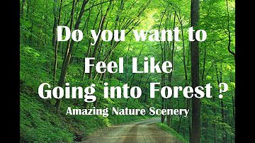 #Forest#Nature#Background Music#nature Background#Meditating Music
