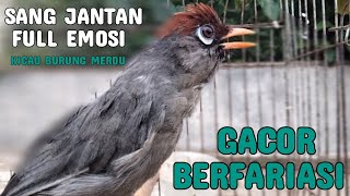 Emosi Full "Gacor Berfariasi" Poksai Mandarin Jantan  (Pancingan Ampuh Poksay Mandarin)