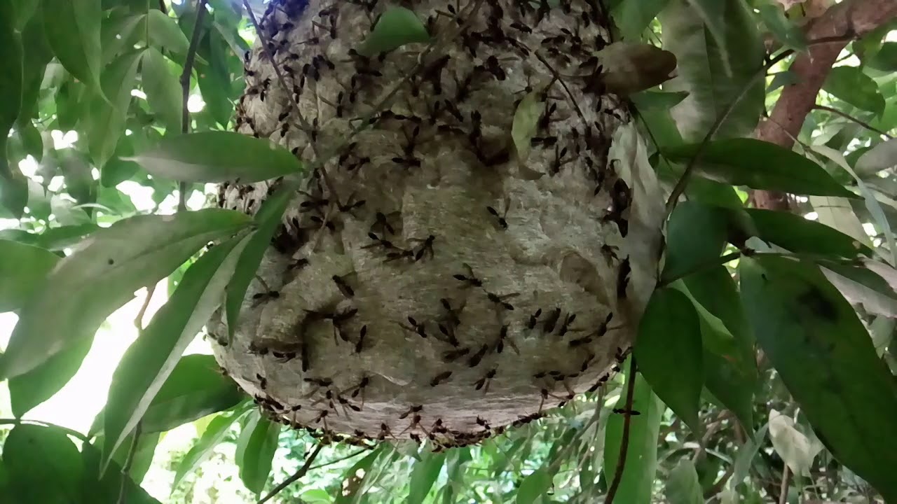 Lixiguana palha fina