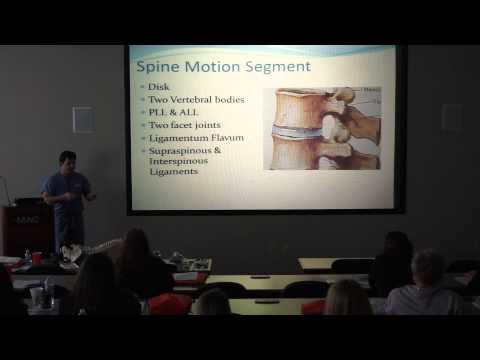 Dr Nenadovich explains spine segment vs. spine motion segment with ligaments and pain generators