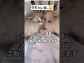 【捨てられていた三兄弟猫…⁉️😿】保護出来て良かった…🐱#保護猫 #猫#ねこ #子猫 #野良猫#捨て猫 #猫動画 #猫好きさんと繋がりたい #youtube #shorts #保護活動