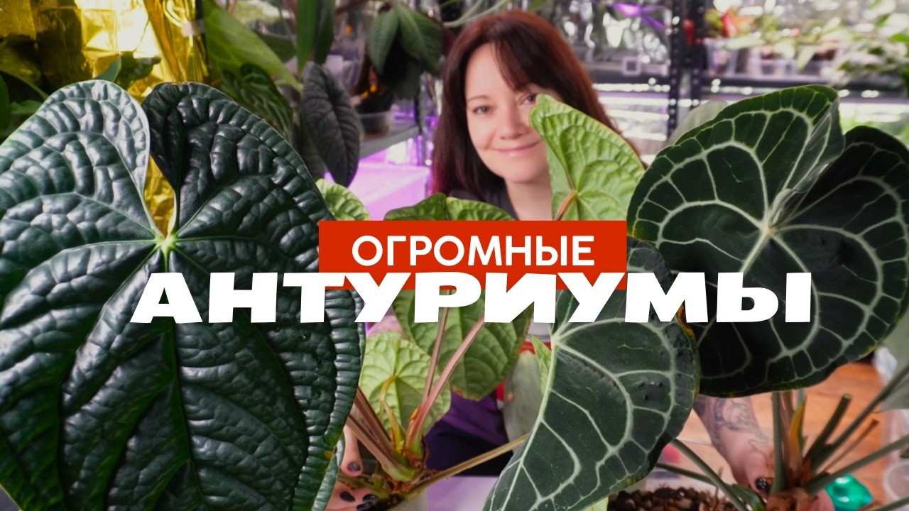 Беспощадно режу, переукореняю и пересаживаю АНТУРИУМЫ Люксурианс, ВАРОК, Кларинервиум, Форгети