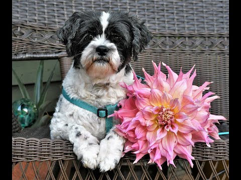 Critters and Dahlias