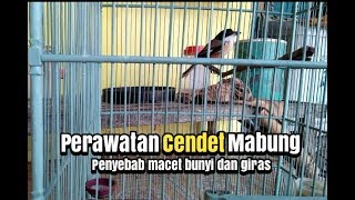 PERAWATAN CENDET MABUNG MACET BUNYI DAN JADI LIAR GALAK!!