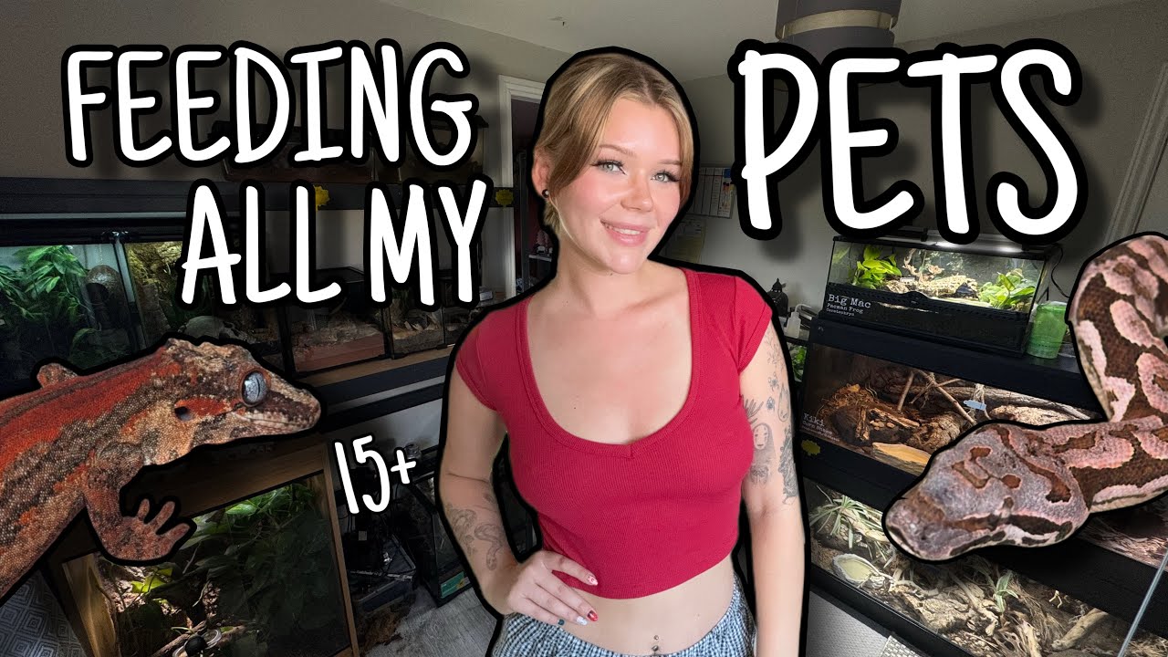 Feeding ALL My Reptiles, Tarantulas and MORE!..