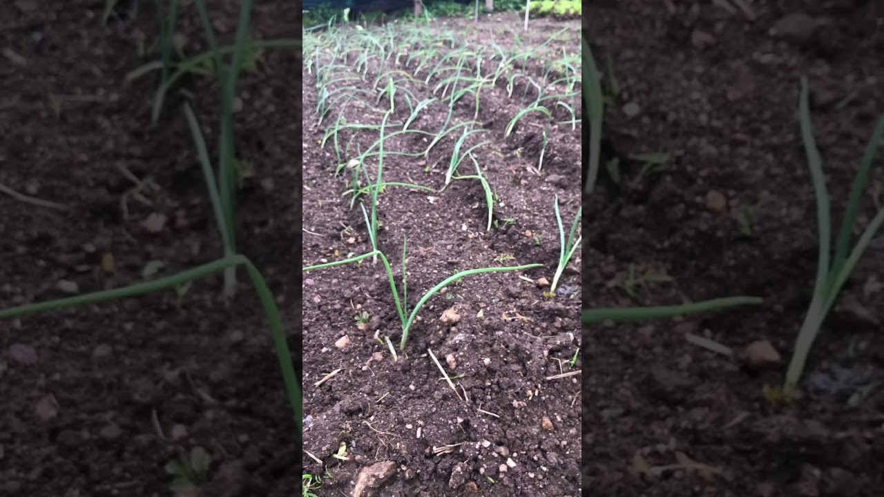 Como plantar Cebola!