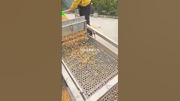 New rice vibrating screen #screening machine #grain vibrating screen Double chain corn cob conveyor