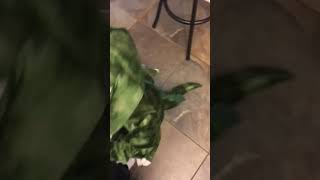 Aiden tries on dinosaur costume for Halloween
