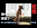 また里親に出されるかもしれない 〜人間のせいで心を病んでしまった犬の話③〜 保護犬 イチくん
