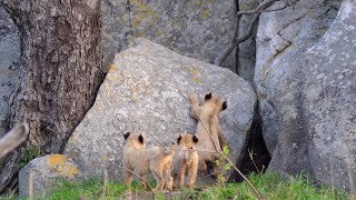 Rock Climbing LION Cubs. A Clumsy LEOPARD.