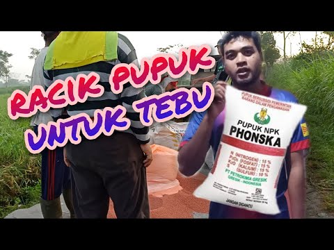 Video: Bagaimana rupa tanaman tebu?