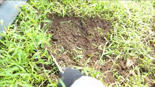 「ねじり鎌」で雑草を根っこごと刈り取れました