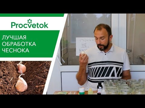 ЭТО ЛУЧШАЯ ОБРАБОТКА при посадке чеснока на зиму. Вот это корни!