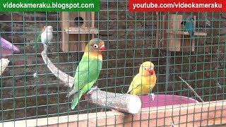 Lovebird Sounds 1 Hour High Quality Audio Live Recording V9