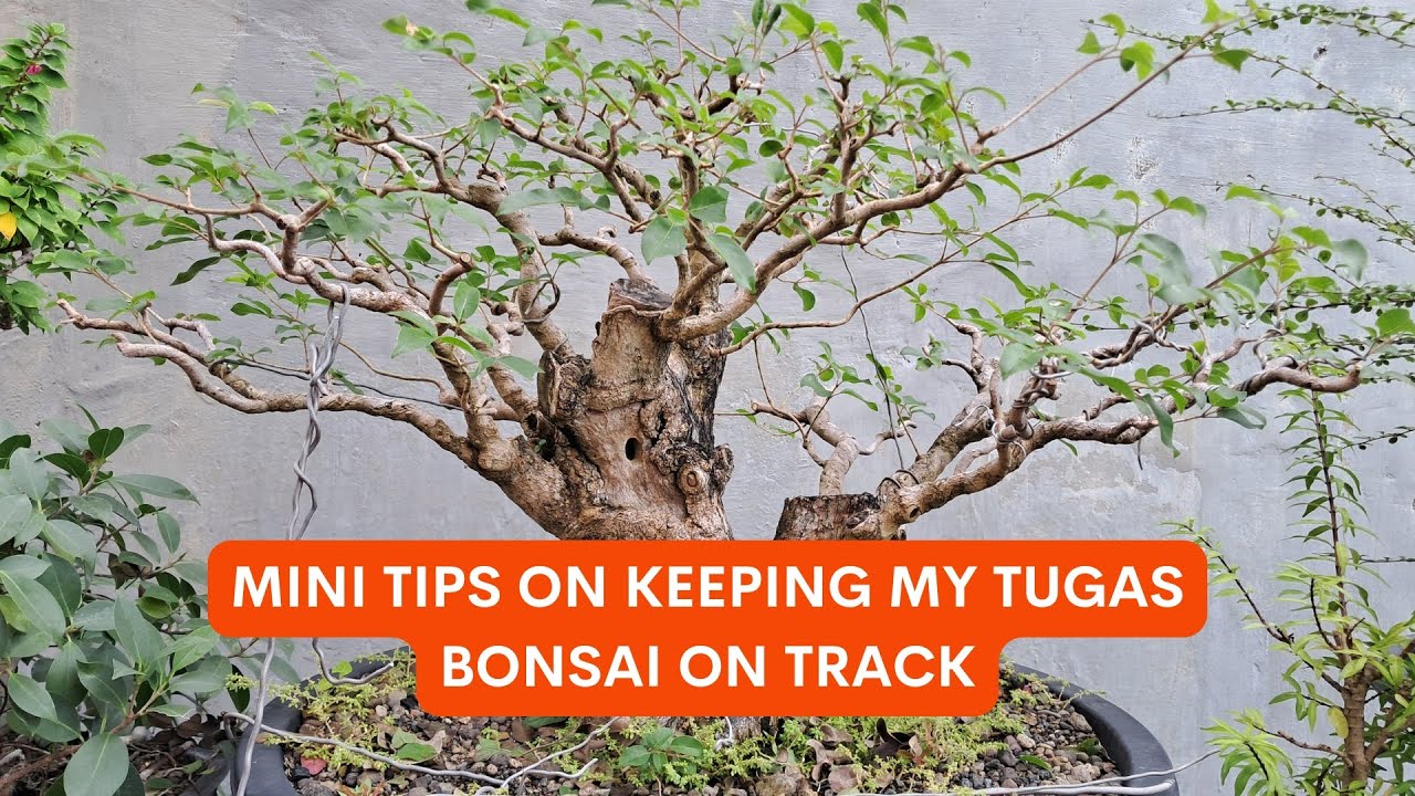 Tugas Bonsai Material Quick Update [w/ English Subtitles]