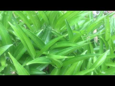 Video: Scented Geranium - Chaw Muag Tshuaj Ntawm Windowsill