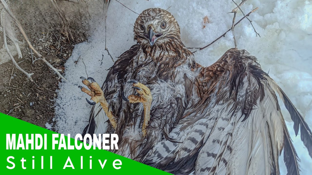 This Hawk Was Frozen and Barely Alive.