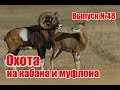 Охота на кабана и муфлона | Выпуск №48 (UKR)