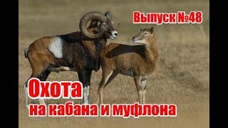 Охота на кабана и муфлона | Выпуск №48 (UKR)