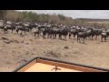 Kenya Maasai Mara Migration (Pre)
