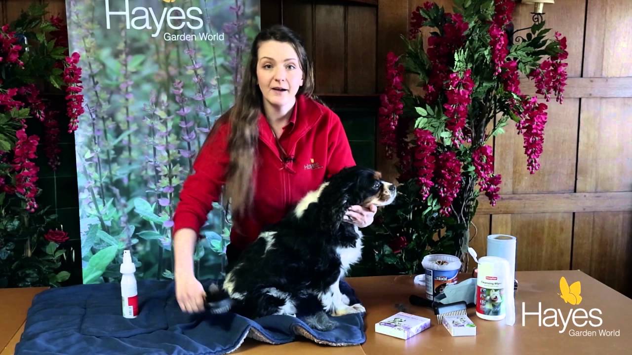 Basic Grooming For Your Family Dog Hayes Garden World Youtube