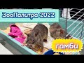 Выставка ЗооПалитра 2022 🐀 | Мои дела