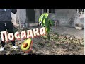 Посадка Авокадо 🥑 в открытый Грунт - высота Дерева более 1 метра