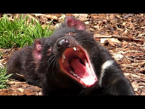 Tasmanian Devils Feeding and Fighting