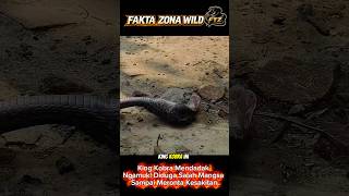 Kobra Mendadak Ngamuk! Diduga Salah Mangsa Sampai Meronta Kesakitan⁉️#shorts #shortvideo #viralvideo