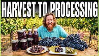 Beyond Jelly: 9 Unique Ways to Preserve Your Garden Grapes