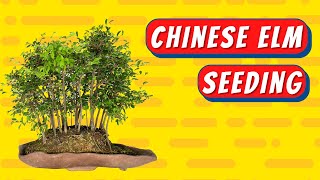 Chinese Elm Bonsai Tutorial How To Grow Bonsai Trees From Seed 榆樹盆栽教學如何從種子種起盆栽 榆樹繁殖