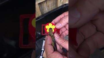 Hummingbird Rescued from Spiderweb || ViralHog