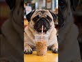 Finally a day off… #pets #pet #petlover #pug #dayoff #coffee #gas #gasstation #groceryshopping #shop