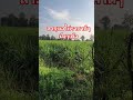 #สวนภูริดา  #ไร่อ้อย