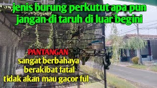 pantangan memelihara Burung Perkutut di taruh di Luar terus!!!! efeknya gak mau bunyi Los