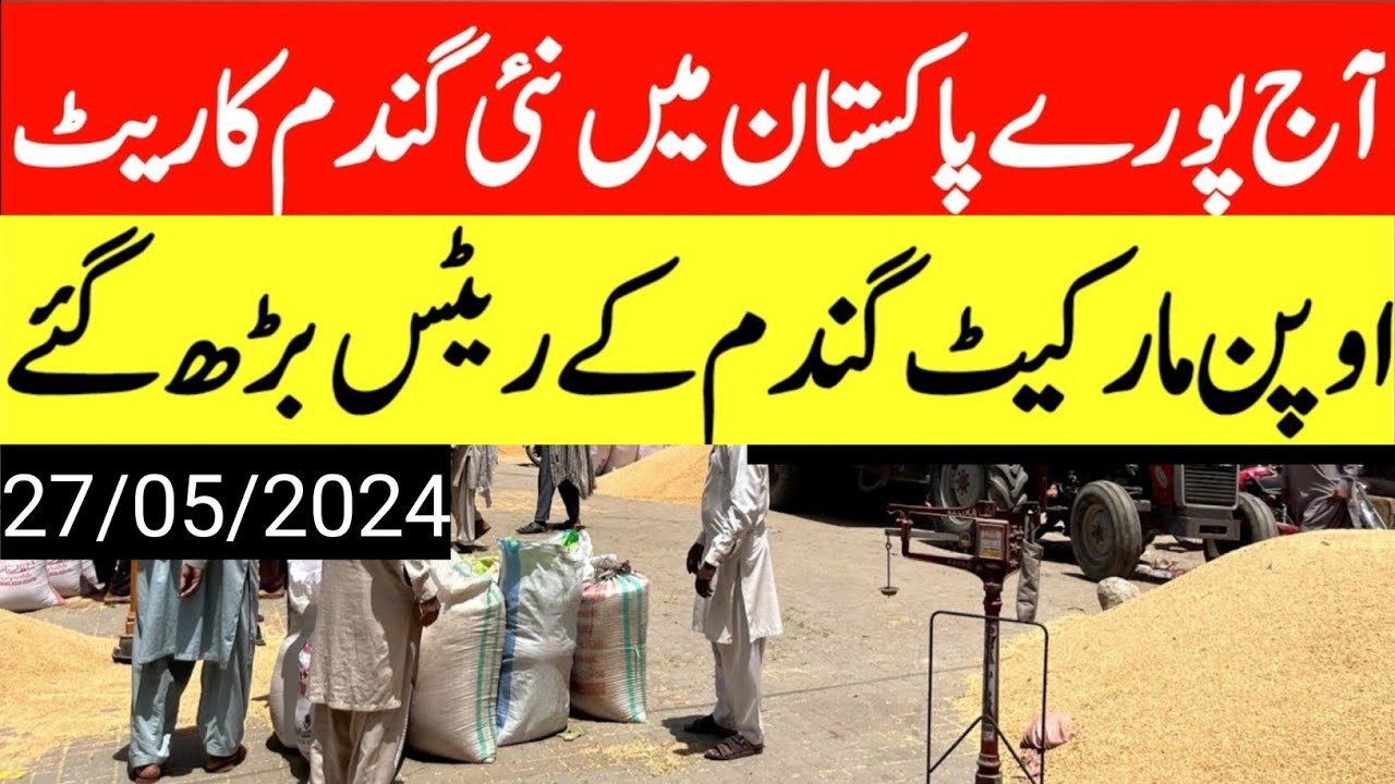 gandam rate today/wheat price today in punjab/2024 گندم کا ریٹ/ Makki ...
