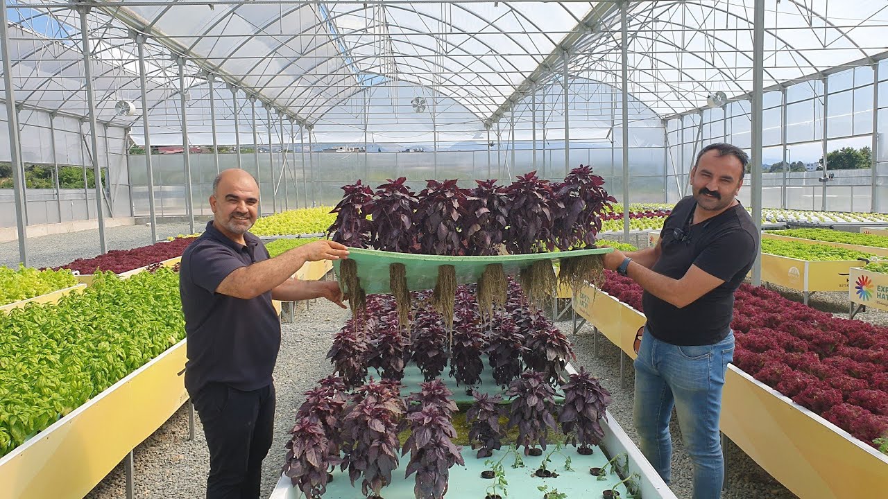 Aquaponic sistem de üretilen bitkilerin hasadı başladı (05.06. 2021)