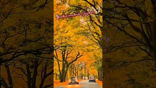 Güz Mü Geldi Rengin Soldu - Ömrüm Resimi