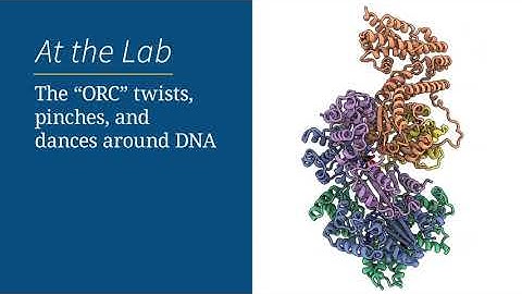 At the Lab: The "ORC" twists, pinches, and dances around DNA