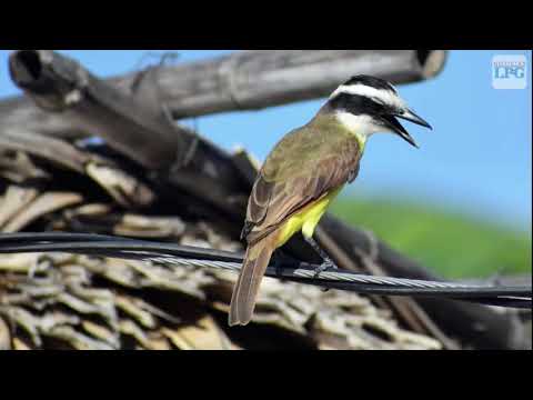 El chío, el ave más sociable entre los pájaros